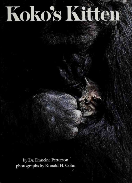 Cover of Koko's kitten