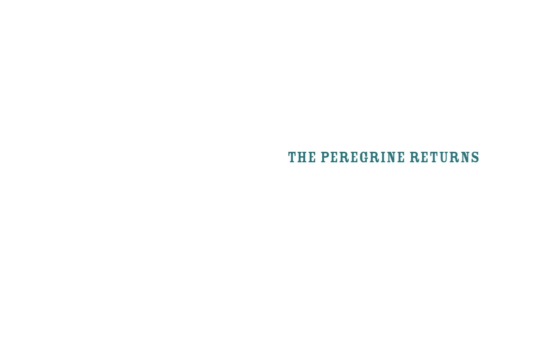 Cover of The Peregrine Returns