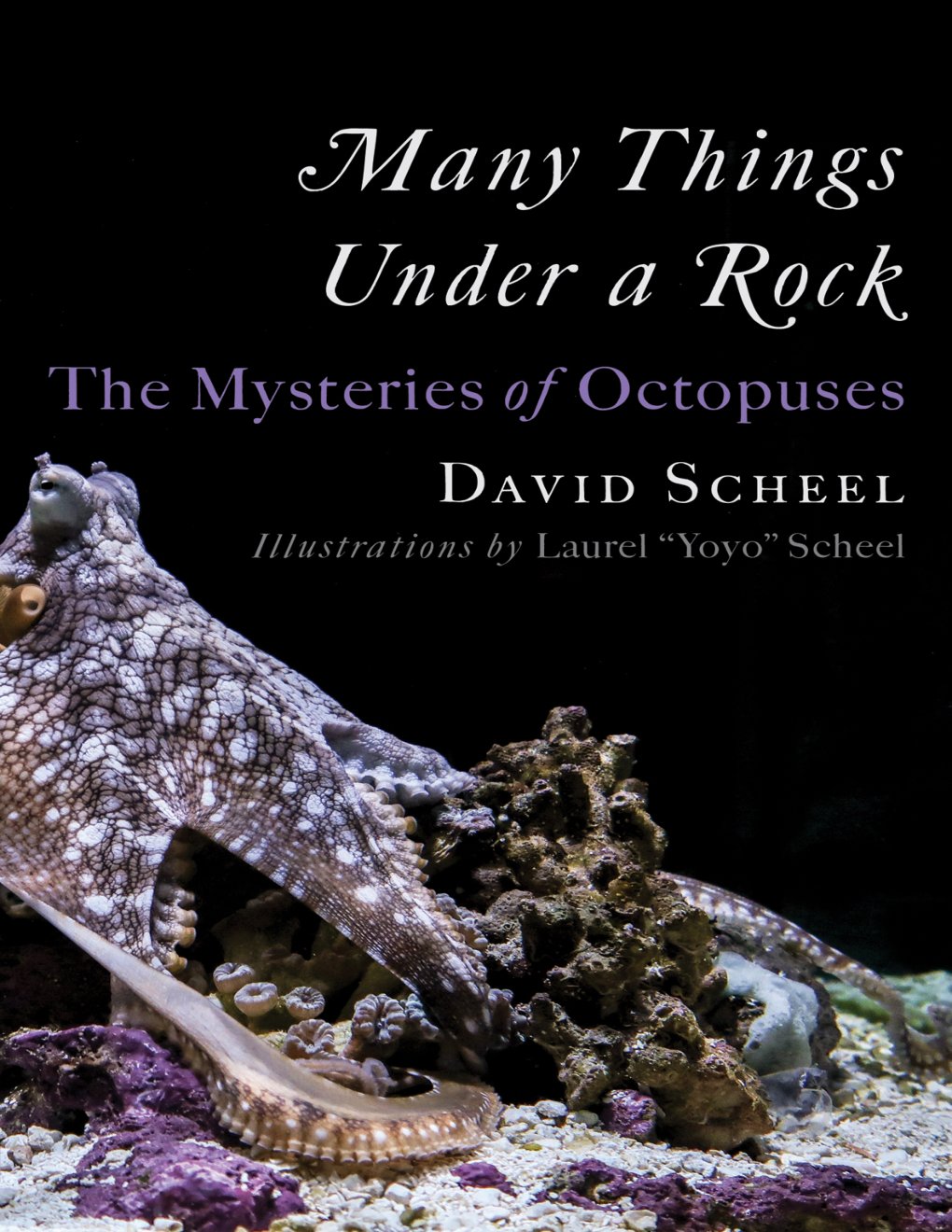 Cover of Many Things Under a Rock