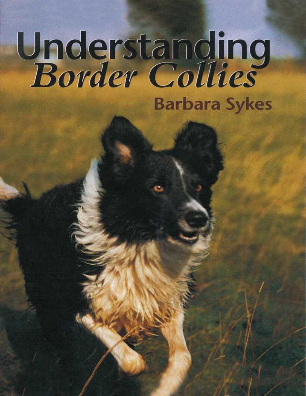 Cover of Understanding Border Collies