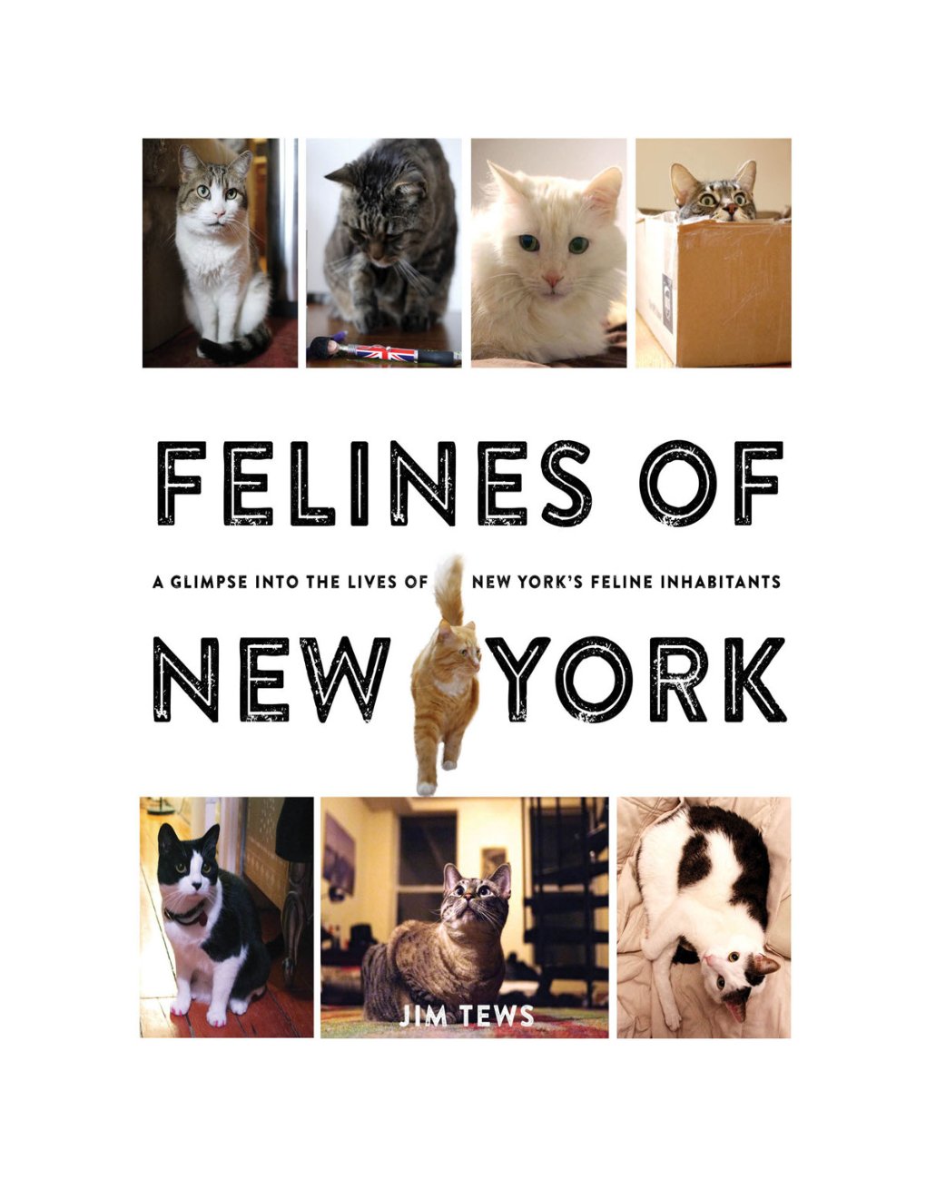 Cover of Felines of New York